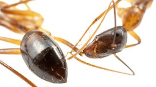 an ant amutating another ant's leg on a white background